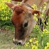 the_ciao_cow